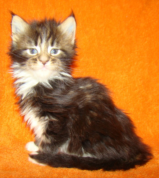     Catsvill County!   !    !       !!!    Catsvill County +7-926-544-74-09     .   ,   ,   ,    ,   ,  ,     ,   -,    ,   !